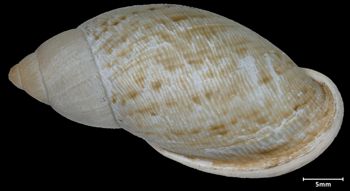 Media type: image;   Malacology 72768 Aspect: dorsal